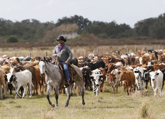 کابوی تگزاسی به همراه گله گاوها